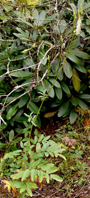 image of Sanguisorba canadensis, Canada Burnet, American Burnet, White Burnet
