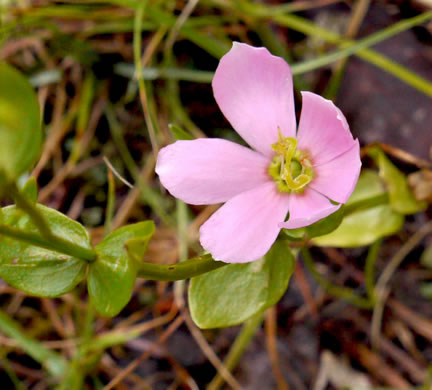 image of Sabatia angularis, Rose-pink, Bitterbloom, Common Marsh-pink