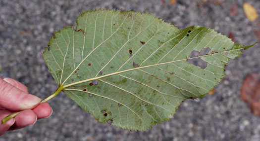 image of Tilia americana var. americana, American Basswood, Northern Basswood
