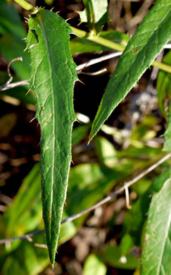 image of Cirsium altissimum, Tall Thistle