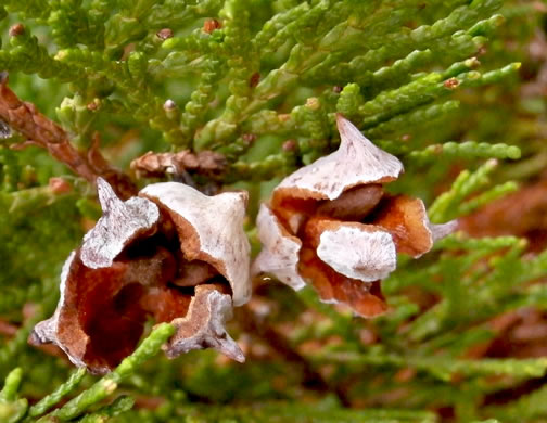 Platycladus orientalis, Oriental Arborvitae, Tree-of-life