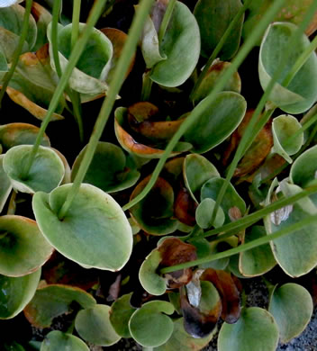 image of Parnassia caroliniana, Carolina Grass-of-Parnassus, Savanna Parnassia, Eyebright
