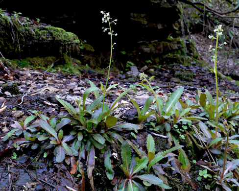 image of Micranthes micranthidifolia, Brook Lettuce, Mountain Lettuce, Branch Lettuce, Lettuceleaf Saxifrage
