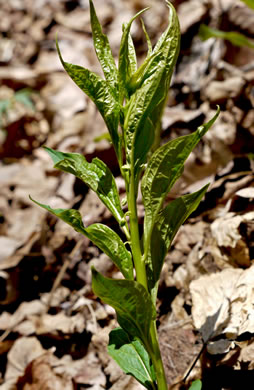 image of Cubelium concolor, Eastern Green-violet