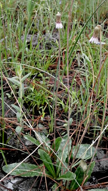image of Chaptalia tomentosa, Woolly Sunbonnets, Pineland Daisy, Night-nodding Bog-dandelion, Sunbonnets