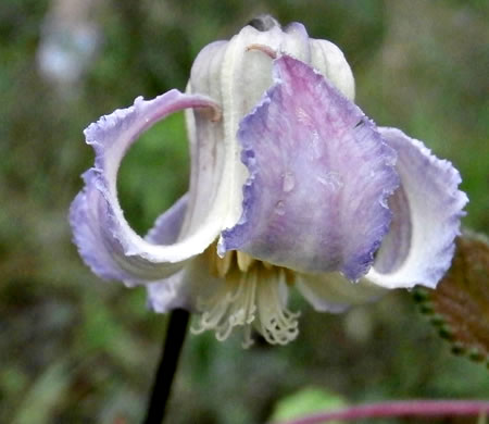 image of Clematis crispa, Southern Leatherflower, Marsh Clematis, Swamp Leatherflower, Blue Jasmine