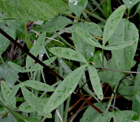 Clematis crispa, Southern Leatherflower, Marsh Clematis, Swamp Leatherflower, Blue Jasmine