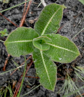 image of Asclepias obovata, Pineland Milkweed, Green Milkweed