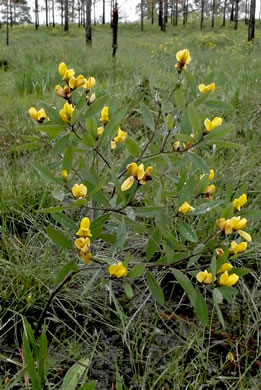 image of Baptisia lanceolata var. lanceolata, Gopherweed, Lanceleaf Wild Indigo