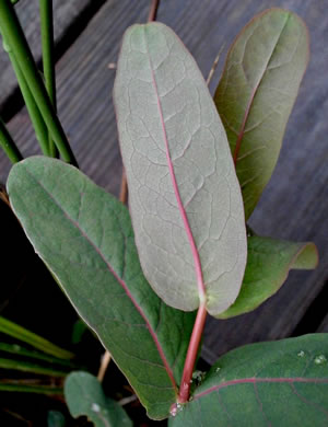 image of Triadenum virginicum, Virginia Marsh St. Johnswort, Common Marsh St. Johnswort