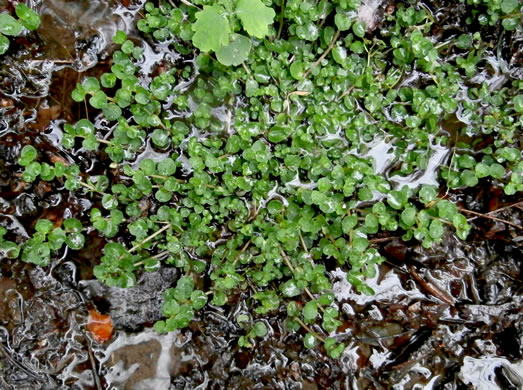 image of Chrysosplenium americanum, Golden-saxifrage, Water-carpet, Water-mat