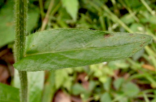 image of Erigeron philadelphicus var. philadelphicus, Daisy Fleabane, Philadelphia Fleabane, Philadelphia-daisy, Common Fleabane