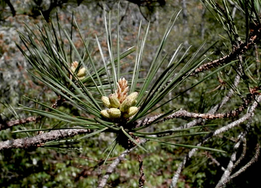 image of Pinus rigida, Pitch Pine