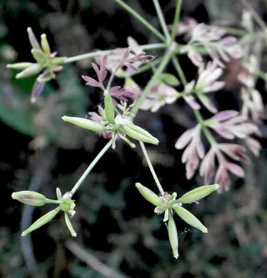 image of Chaerophyllum tainturieri, Southern Chervil, Wild Chervil, Hairyfruit Chervil