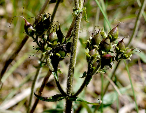 image of Penstemon australis, Downy Beardtongue, Sandhill Beardtongue, Southern Beardtongue, Southeastern Beardtongue