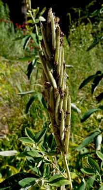 image of Thermopsis villosa, Aaron's Rod, Blue Ridge Golden-banner, Hairy Bush Pea