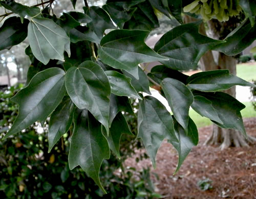 image of Acer buergerianum, Trident Maple
