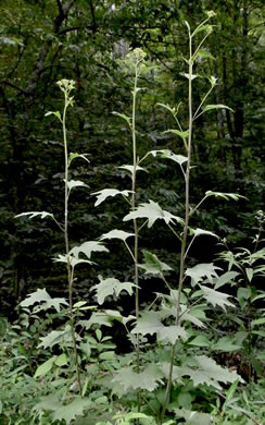 Pale Indian-plantain