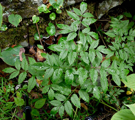 Cicuta maculata var. maculata, Water Hemlock, Spotted Cowbane