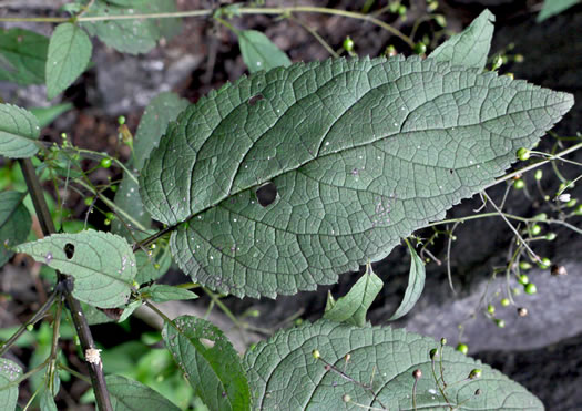image of Scrophularia marilandica, Eastern Figwort, Carpenter's Square, Late Figwort