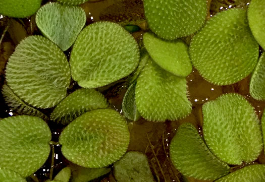 Salvinia minima, Water Spangles, Floating Fern