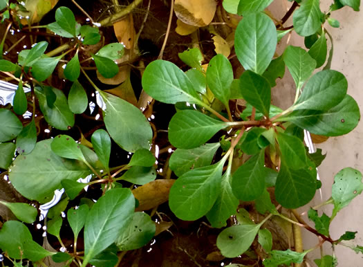 Ludwigia hexapetala, Common Water-primrose