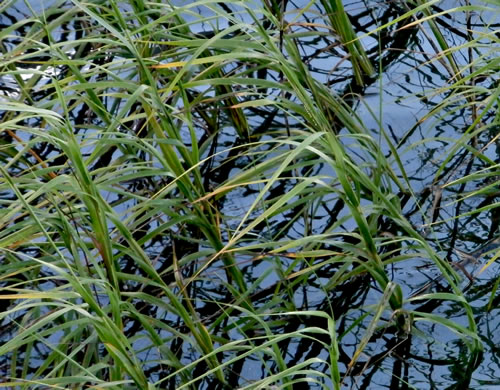 image of Spartina alterniflora, Saltmarsh Cordgrass, Smooth Cordgrass