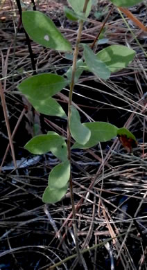 image of Sericocarpus tortifolius, Twisted-leaf Whitetop Aster, Dixie Whitetop Aster