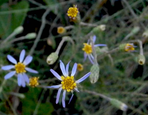 image of Ionactis linariifolia, Stiffleaf Aster, Flaxleaf Aster, Spruce Aster