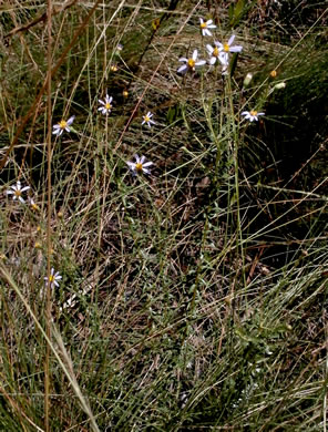 image of Ionactis linariifolia, Stiffleaf Aster, Flaxleaf Aster, Spruce Aster