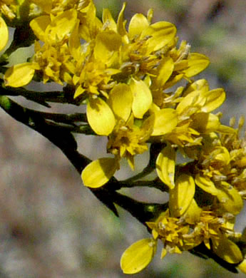 image of Solidago austrina, Southern Bog Goldenrod, Southern Goldenrod, Piedmont Wand Goldenrod