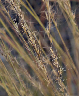 image of Aristida stricta, Carolina Wiregrass, Pineland Three-awn
