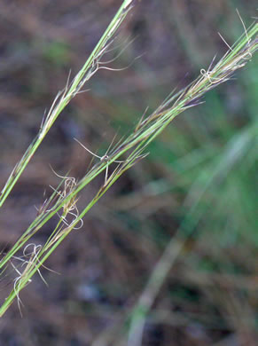 image of Aristida stricta, Carolina Wiregrass, Pineland Three-awn