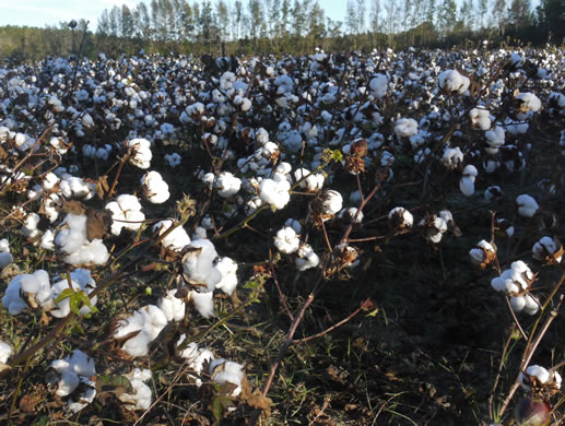 image of Gossypium hirsutum, Upland Cotton, Short-staple Cotton