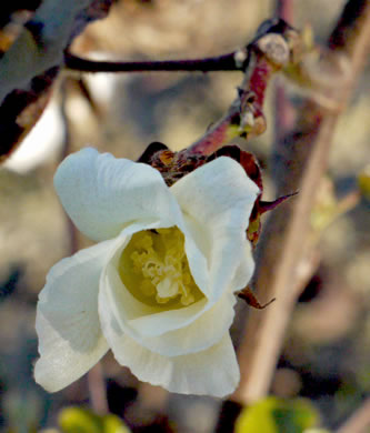image of Gossypium hirsutum, Upland Cotton, Short-staple Cotton