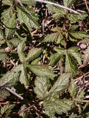 image of Humulus scandens, Japanese Hops