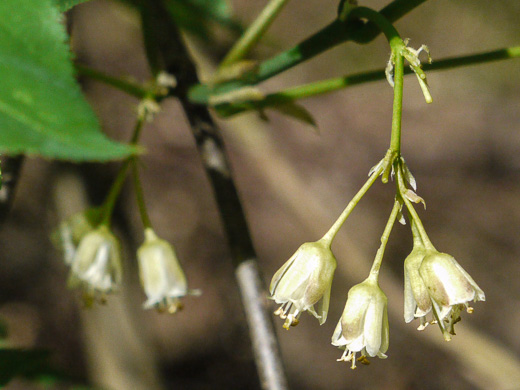 image of Staphylea trifolia, Bladdernut