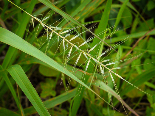Elymus hystrix var. hystrix, Common Bottlebrush Grass, Eastern Bottlebrush-grass