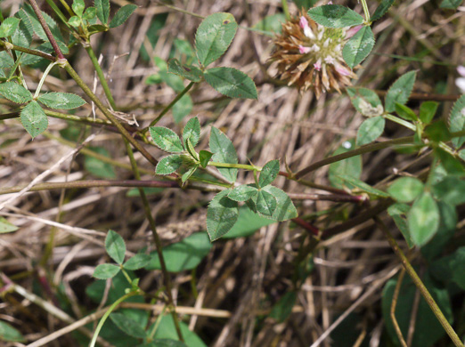 image of Trifolium vesiculosum, Arrowleaf Clover