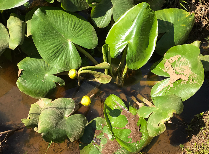 image of Nuphar advena, Broadleaf Pondlily, Cow-lily, Spatterdock, Yellow Pond Lily