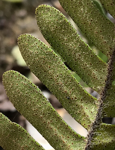 image of Pleopeltis michauxiana, Resurrection Fern, Scaly Polypody