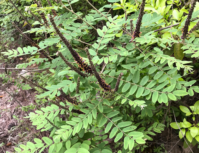 Amorpha fruticosa, False Indigo, Tall Indigo-bush, False Indigo-bush