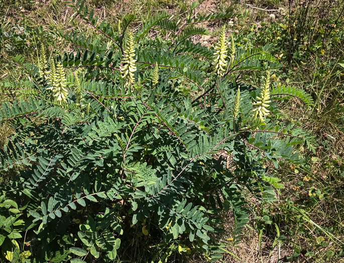 image of Astragalus canadensis var. canadensis, Canada Milkvetch