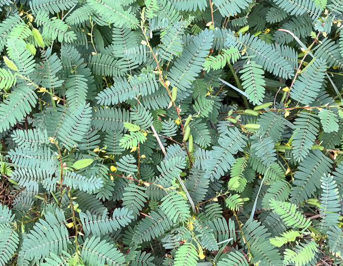 image of Chamaecrista nictitans var. nictitans, Sensitive Partridge-pea, Common Sensitive-plant