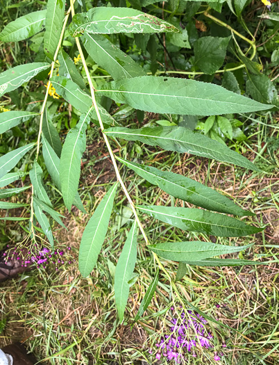 image of Vernonia gigantea, Tall Ironweed, Common Ironweed, Giant Ironweed