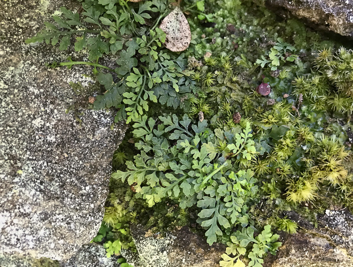 image of Asplenium montanum, Mountain Spleenwort