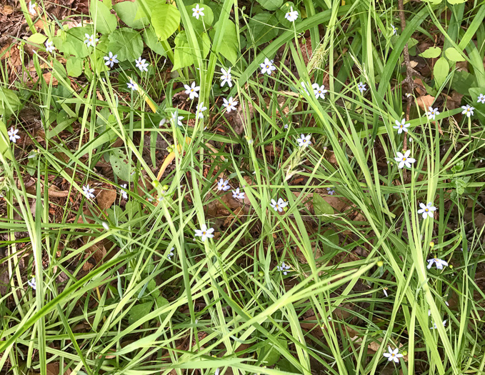 Sisyrinchium angustifolium, Narrowleaf Blue-eyed Grass, Stout Blue-eyed Grass