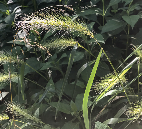 Elymus virginicus, Virginia Wild-rye, Common Eastern Wild-rye, Terrell Grass