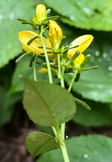 Coreopsis latifolia, Broadleaf Coreopsis, Broadleaf Tickseed