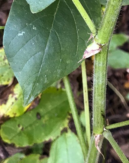 image of Desmodium canescens, Hoary Tick-trefoil